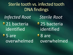 sterile vs. infected tooth root