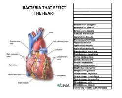 bacteria that affect the heart