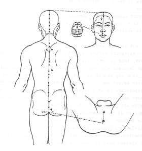 Kramer acupuncture diagram