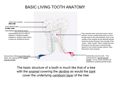 tooth anatomy
