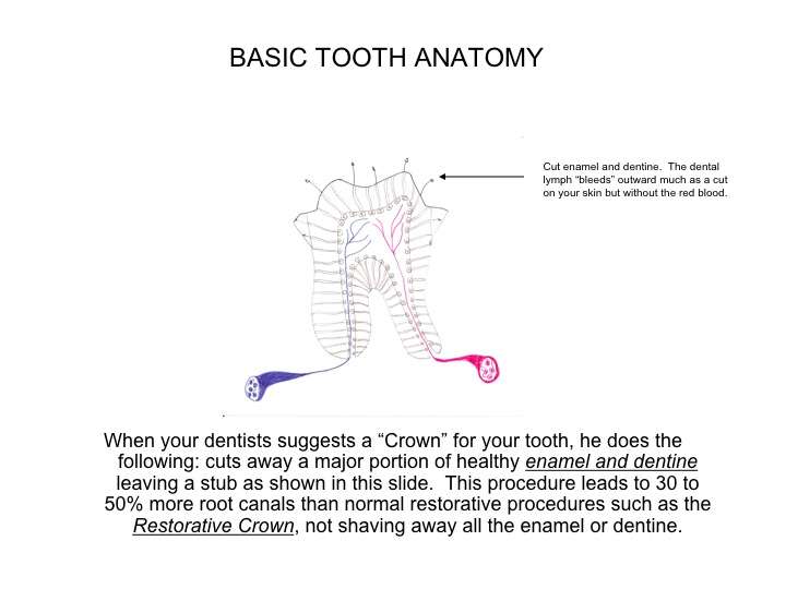 tooth anatomy