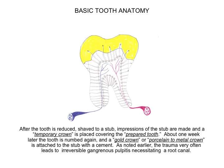 tooth anatomy