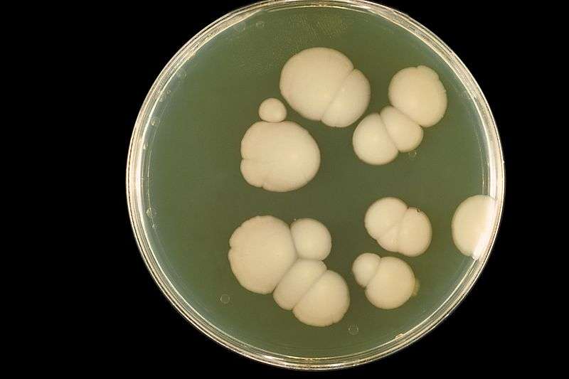 Candida albicans in petri dish