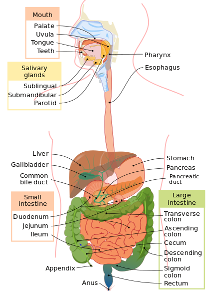digestive system diagram
