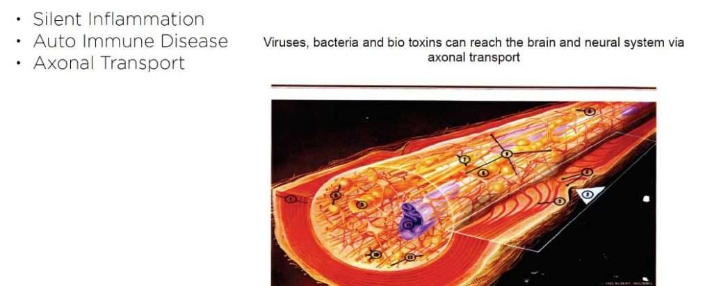 axonal transport of pathogens