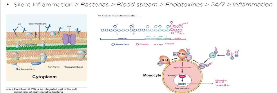 diagram of silent inflammation process