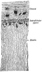 The Disturbance Field Mouth-Jaw Area